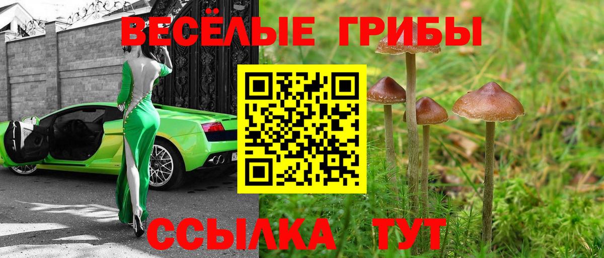Ейск  Псилоцибиновые грибы GOLDEN TEACHER  Псилоцибиновые грибы прущие грибы  Вход с VPN 